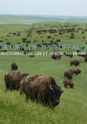 Return Of The Buffalo - Restoring The Great American Prairie