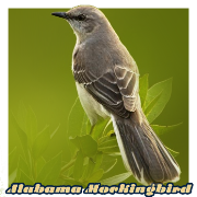 Alabama Mockingbird