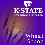 KSRE / College of Agriculture  Podcast - Wheat Scoop