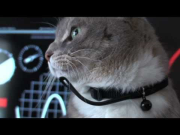 Cat Tank Wars - Mission: Kibble