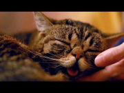 BUB DREAMS