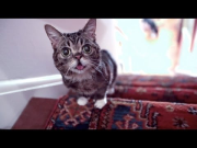 The Story of BUB's Miraculous Recovery as She RACES UP THE STAIRS