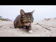 BUB the EXPLORER - The Beach