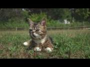 Lil BUB Goes to the Park