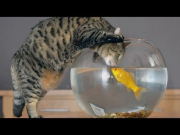 Funny cats vs fish tanks - Cute cat compilation