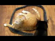 Cat Circles