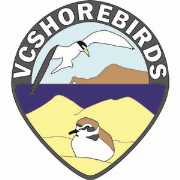 VCShorebirds Report
