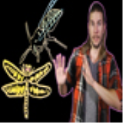 BecauseScience: Could FALLOUT-Sized Bugs Ever Happen?