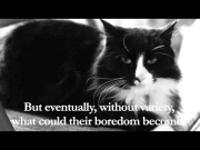 Henri - "On Cat Food Boredom", Part 4 of 4