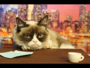 Grumpy Cat Auditions to Replace David Letterman