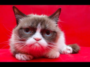 Grumpy Cat's Worst #IceBucketChallenge Ever!