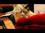 Crave - CNET gets one-on-one time with the famed Grumpy Cat