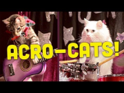 This Lady Started A Cat Circus And It's As Crazy As It Sounds