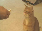 Cat Hates Lemon!