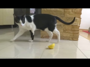 Coco the Cat and Lemon