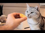 Do Cats Like Oranges? | Do Cats Like...