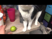 Kitty cat knocks lime off table