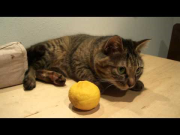 ゆずでごろにゃん猫　A Cat loves citrus