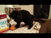 CAT SPARRING WITH AN ORANGE (CITRUS SPEED+STRENGTH TRAINING)