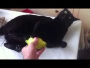 Cat hates lemon