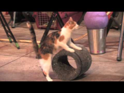 Acro Cats: Chicago's local "cat show"