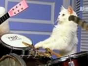 Must Love Cats- World's Only Feline Band!