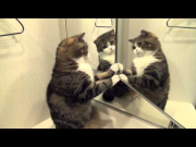 ３匹のねこ？-Three Marus？-