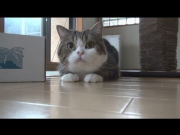 まるです５。-I am Maru 5.-