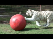 White Tiger loves her ball!