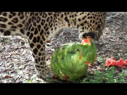 Big Cats Eat Watermelons!?