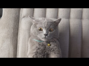 The Ultimate Viral Cat Video