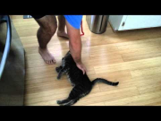 Hilarious video of Cat's first time on leash