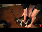 Cat hates his leash