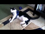 Cat Incapacitated By Dog Harness