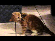 Kitten Pippy flips out wearing her new cat harness