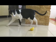 猫とレモン - Cat and Lemon (No Subtitles Version)