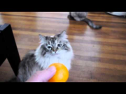 Cats Disliking Oranges