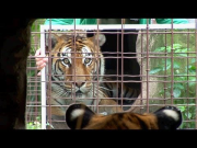 Big Cats + Mirrors = Funny!