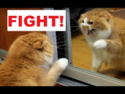 Angry Cat Fight with Himself in a Mirror