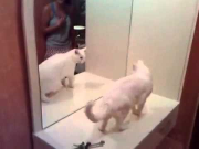 Humour: Chat blanc vs Miroir