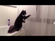 ◄► Un chat comprend le concept du miroir (WHAT?)