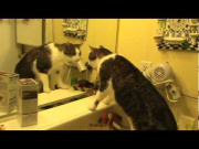 Cat discovers a strange cat (and a new room) in the mirror!