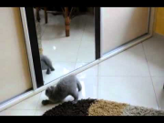 Hilarious Cat Frightened By Itself In The Mirror! FAIL