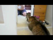 Cat Fights Mirror Cat