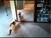 Cat goes psycho with mirror and her refection is everywhere