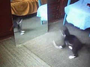 funny cat in mirror breakdance