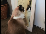 Cat tries to catch his own reflection in the mirror