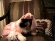 Funny Cat in Princess Halloween Costume