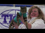 MEET THE BREEDS : CAT'S FASHION SHOW 2011