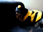 Cat costume fail